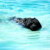 Waverly pictured as she takes her 1st swim in our pond - 10 months old