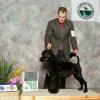 6 months old and at her first show winning Best Puppy at the Connecticut Working Dog shows